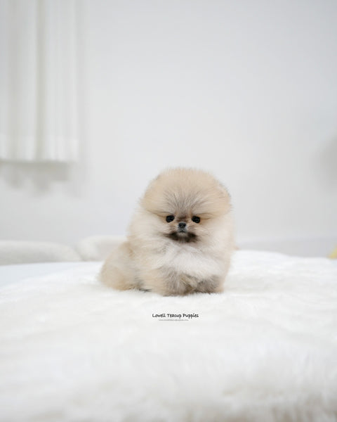 Teacup Pomeranian Female [Lala]