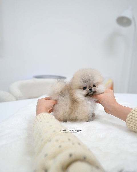 Teacup Pomeranian Female [Lala]
