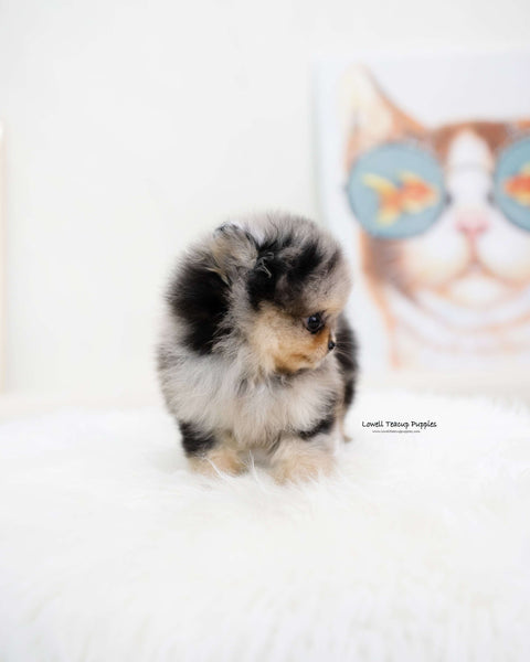 Teacup Pomeranian Female [Kiara]