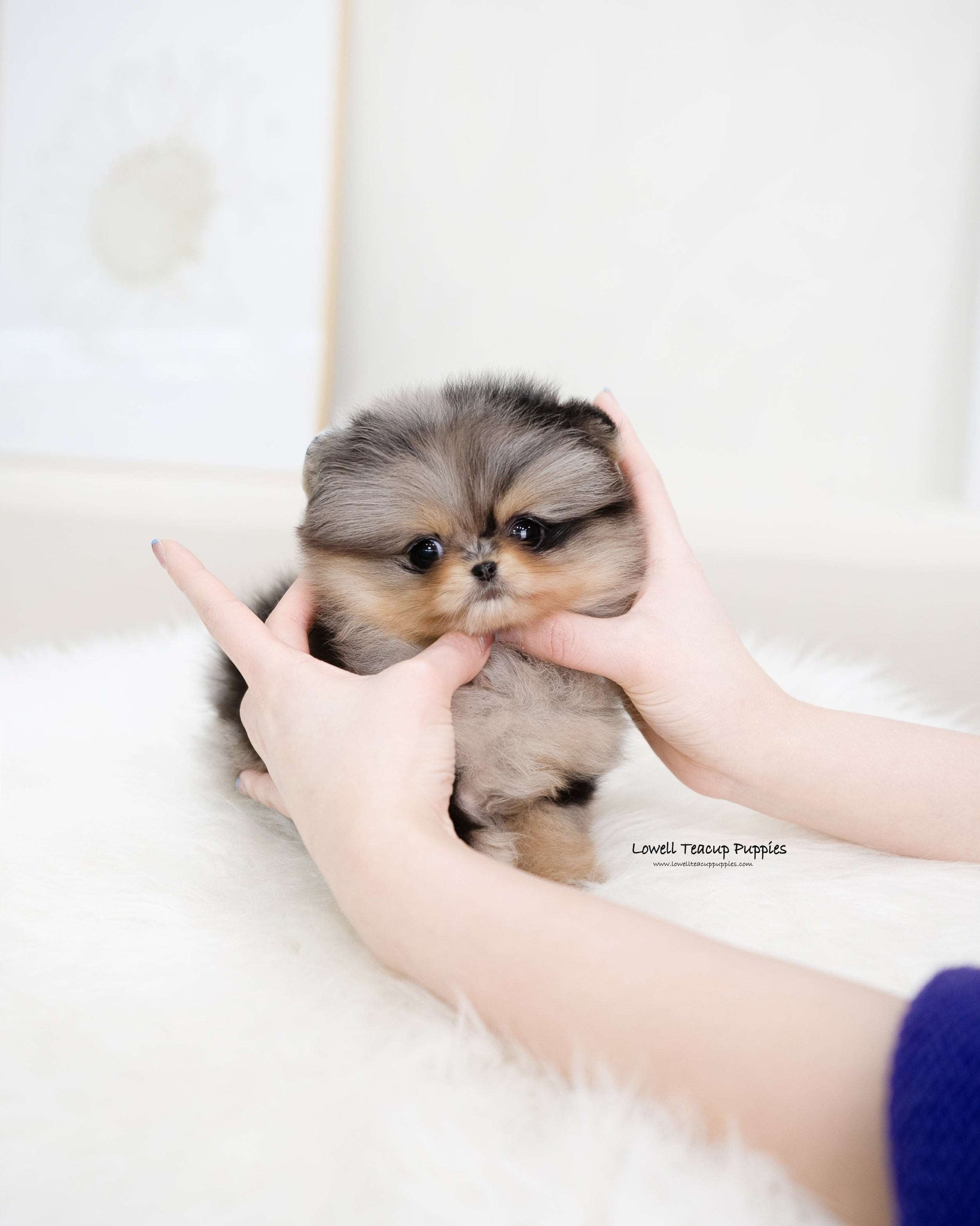 Teacup Pomeranian Female [Kiara]