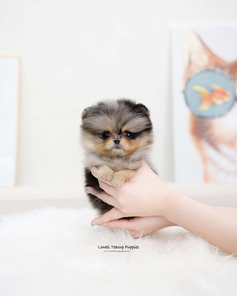 Teacup Pomeranian Female [Kiara]