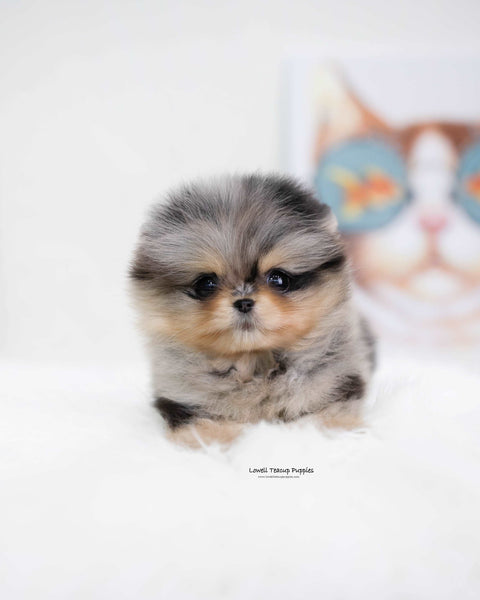 Teacup Pomeranian Female [Kiara]