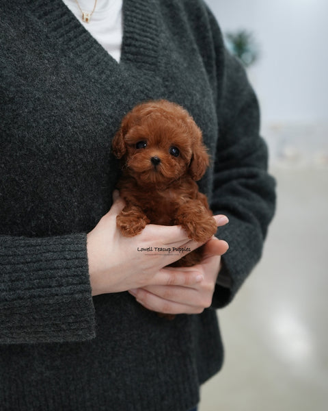 Teacup Poodle Female [Remi]