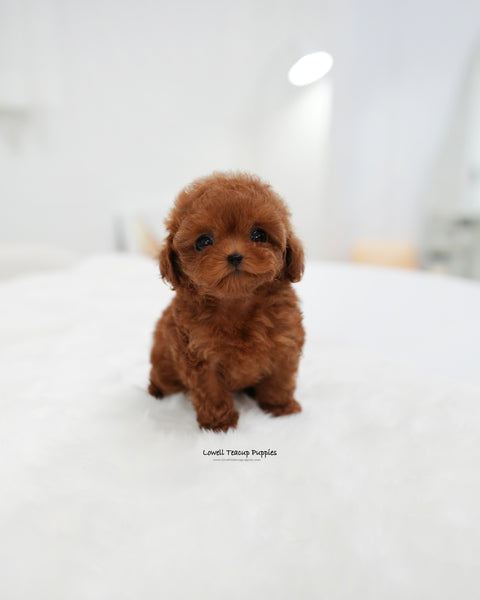 Teacup Poodle Female [Remi]