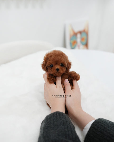 Teacup Poodle Female [Remi]