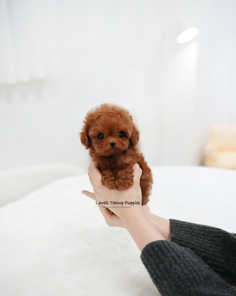 Teacup Poodle Female [Remi]