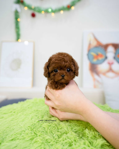 Teacup Poodle Female [Cora]