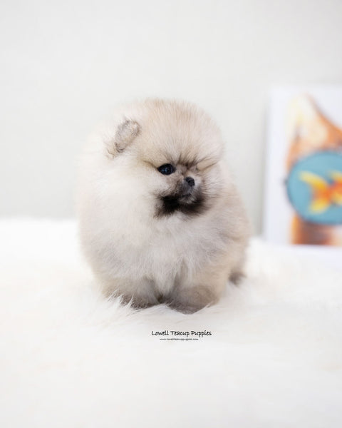 Teacup Pomeranian Female [Moa]