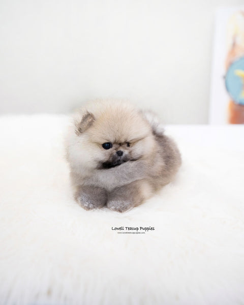 Teacup Pomeranian Female [Moa]