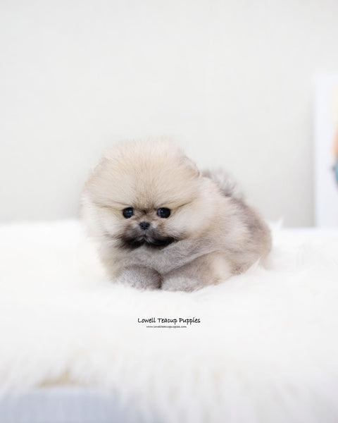 Teacup Pomeranian Female [Moa]