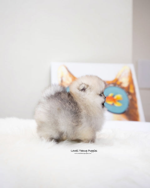 Teacup Pomeranian Female [Moa]