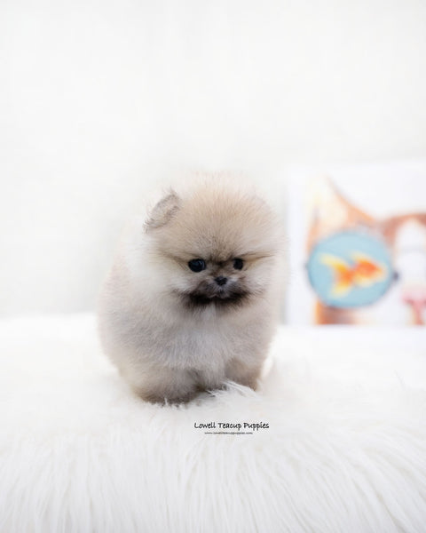 Teacup Pomeranian Female [Moa]