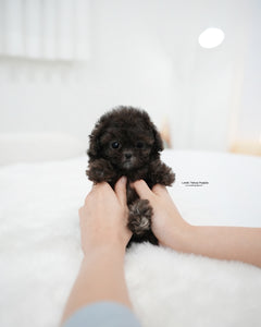 Teacup Poodle Female Melody Lowell Teacup Puppies inc