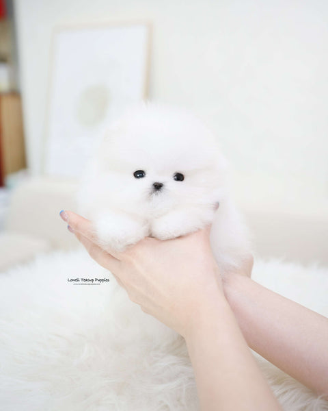 Teacup Pomeranian Male [Larry]