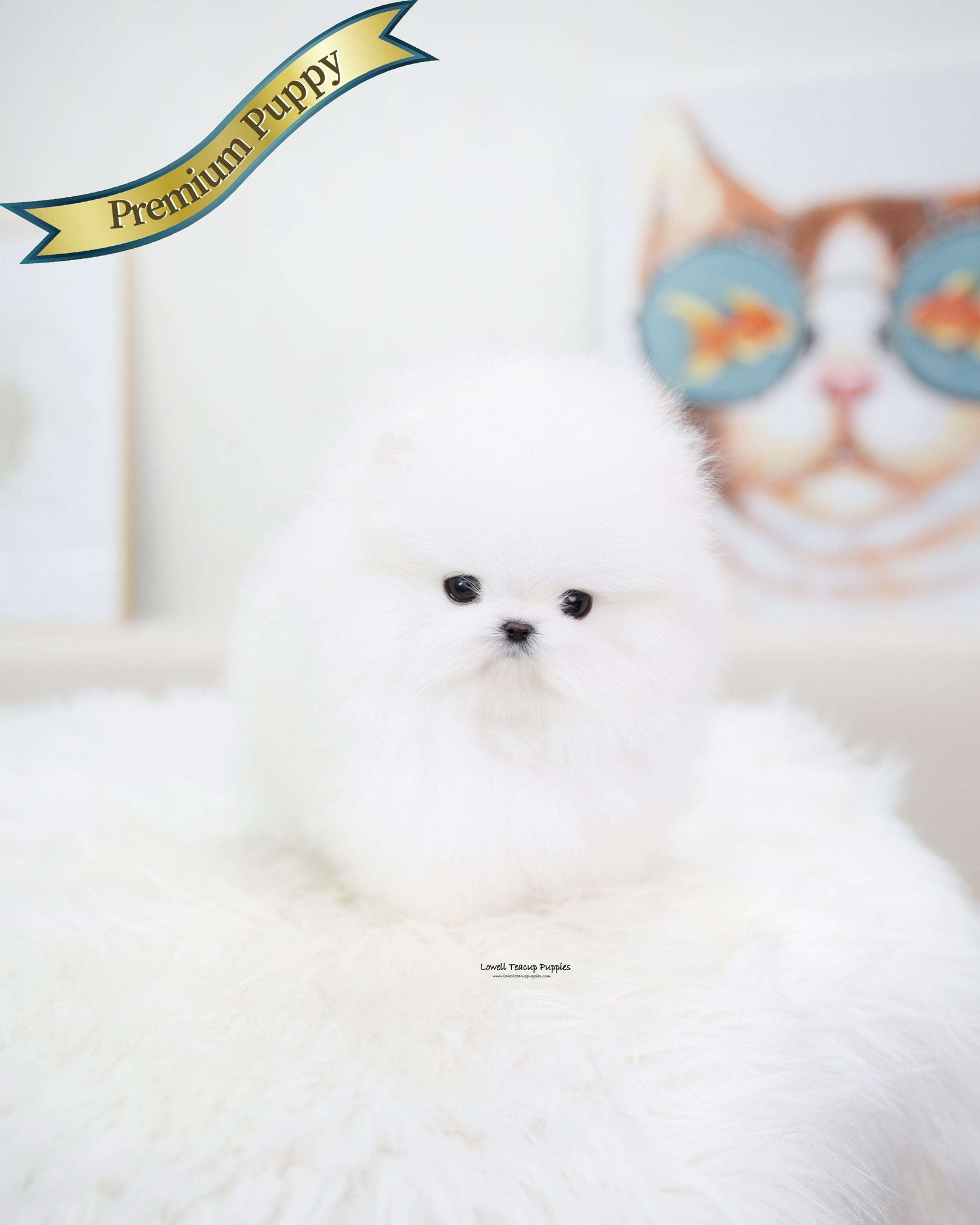 Teacup Pomeranian Male [Larry]