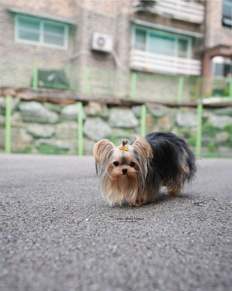 Micro Yorkie Female [Kong]
