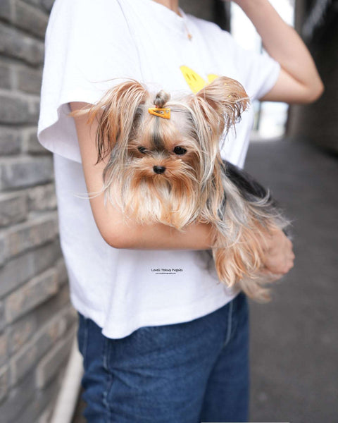 Micro Yorkie Female [Kong]