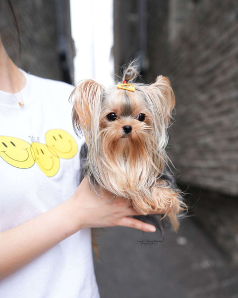 Micro Yorkie Female [Kong]