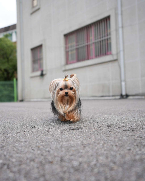 Micro Yorkie Female [Kong]