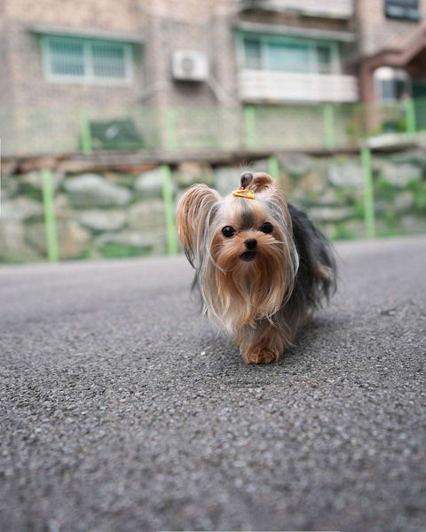 Micro Yorkie Female [Kong]