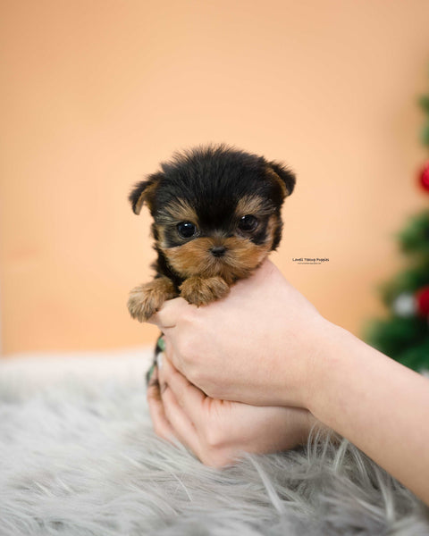 Teacup Yorkie Male [Mateo]