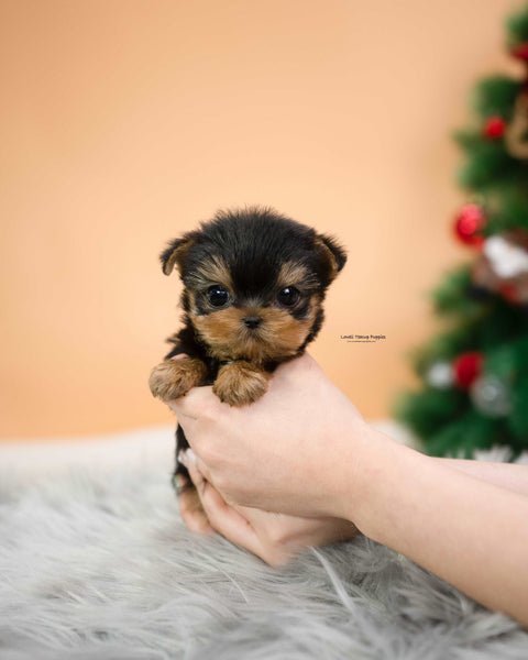 Teacup Yorkie Male [Mateo]