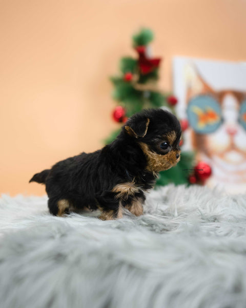 Teacup Yorkie Male [Mateo]