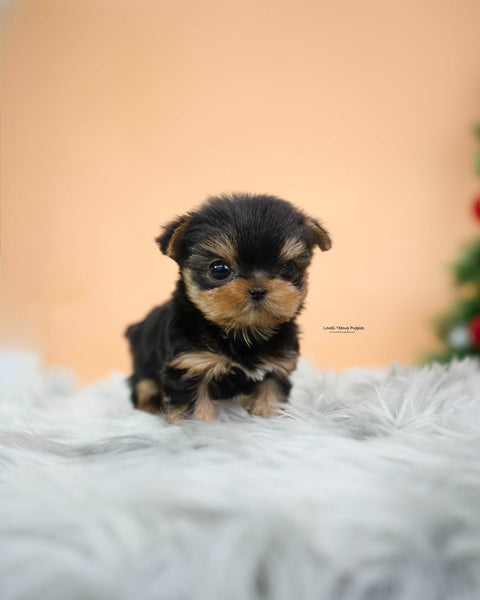 Teacup Yorkie Male [Mateo]