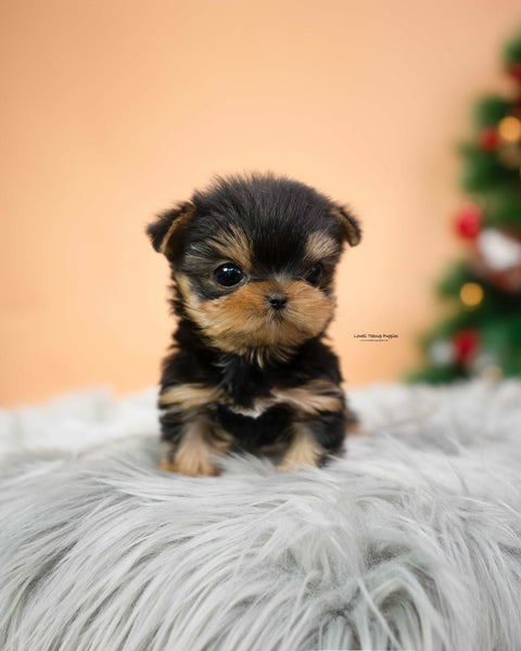 Teacup Yorkie Male [Mateo]