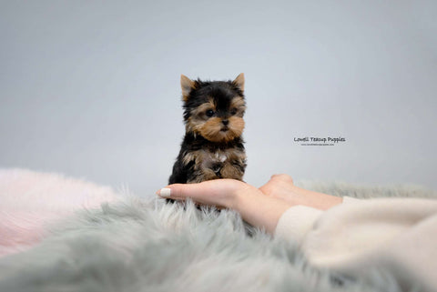 Teacup Yorkie Female [Fanny] - Lowell Teacup Puppies inc