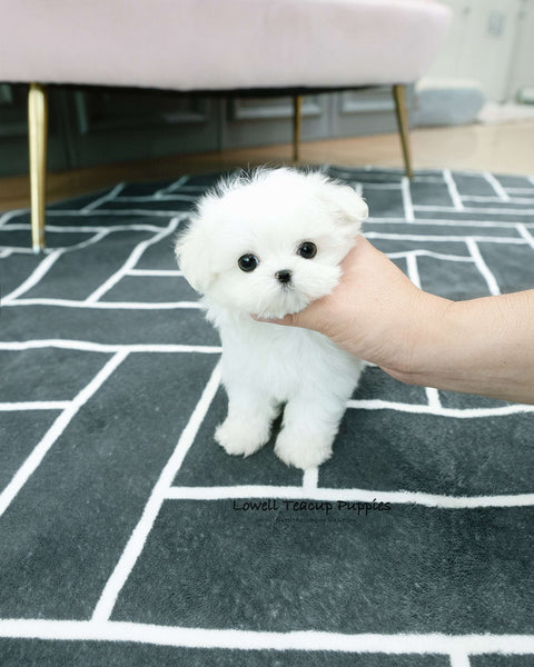 Teacup Maltese Male [Dory]