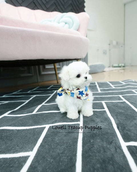 Teacup Maltese Male [Dory]