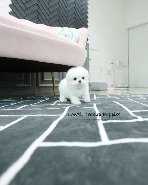 Teacup Maltese Male [Dory]