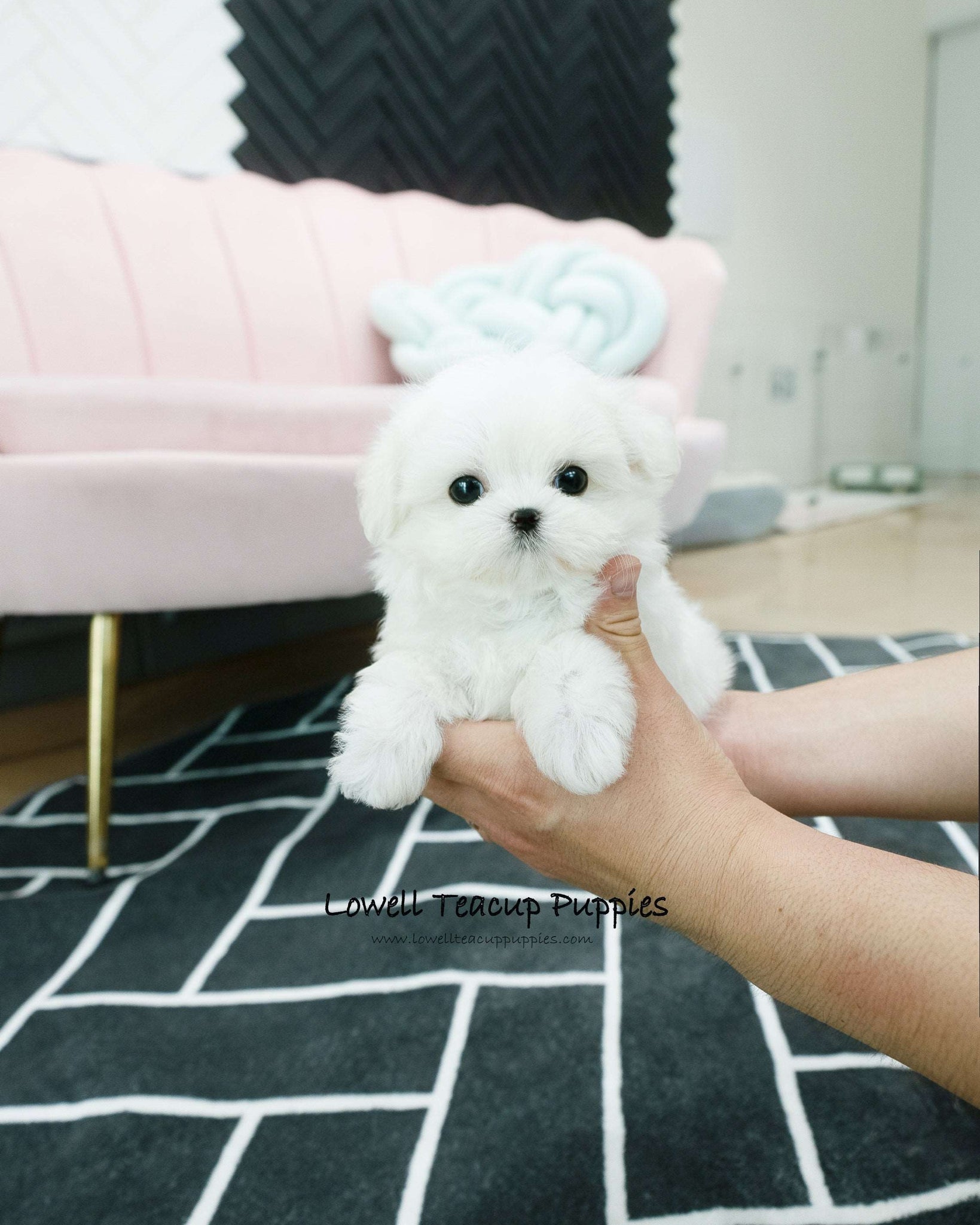 Teacup Maltese Male [Dory]