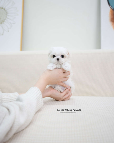 Teacup Maltese Female [Erin]