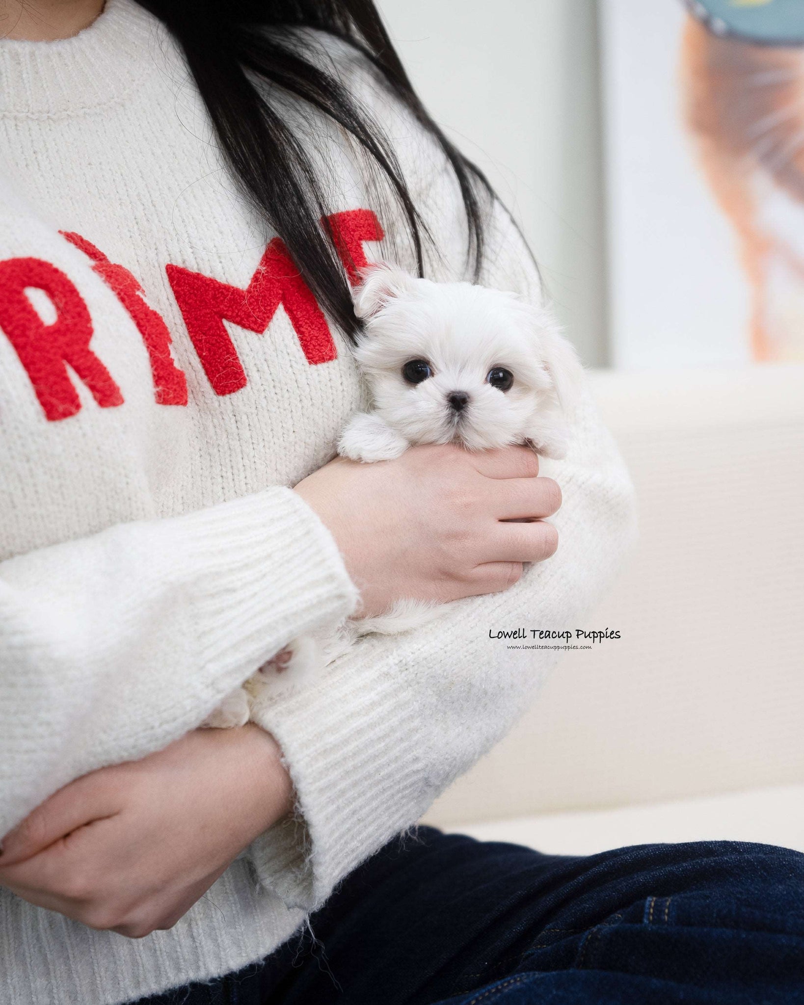 Teacup Maltese Female [Erin]