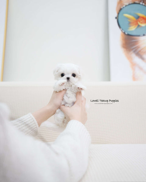 Teacup Maltese Female [Erin]
