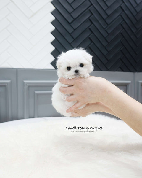 Teacup Maltese Female [Somi]