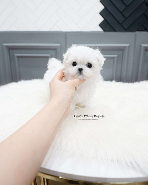 Teacup Maltese Female [Somi]