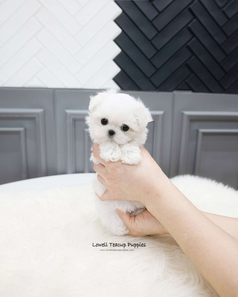 Teacup Maltese Female [Somi]