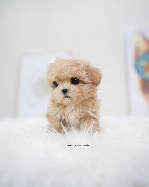 Teacup Maltipoo Female [Bijou]