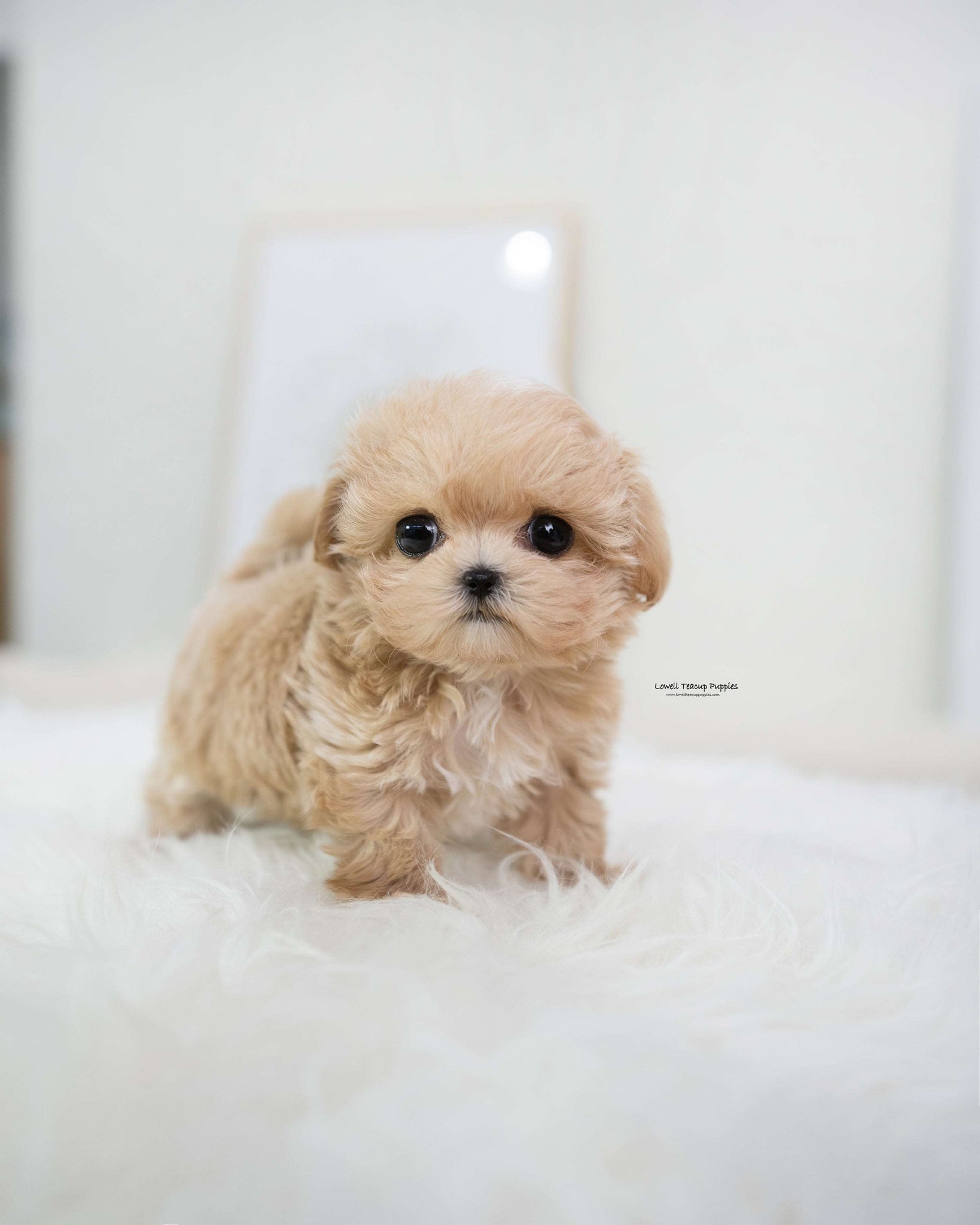 Teacup Maltipoo Female [Bijou]