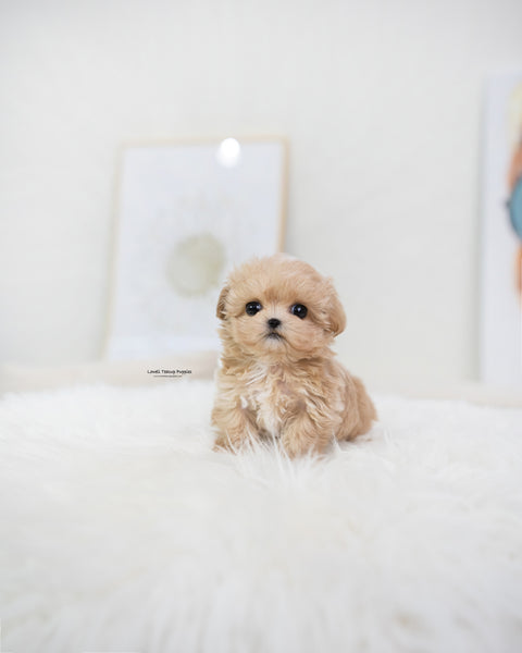 Teacup Maltipoo Female [Bijou]