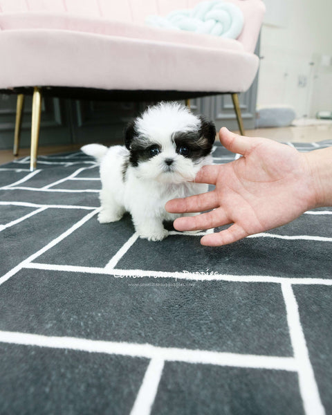 Teacup Maltipoo Male [Colin]