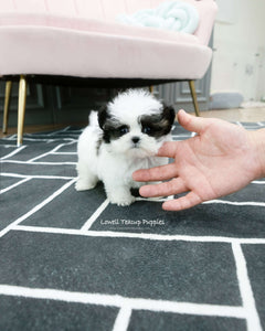 Teacup Maltipoo Male [Colin]