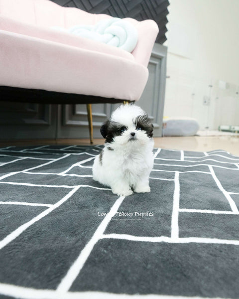 Teacup Maltipoo Male [Colin]