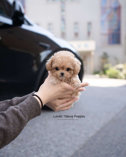 Teacup Maltipoo Female [Eris]