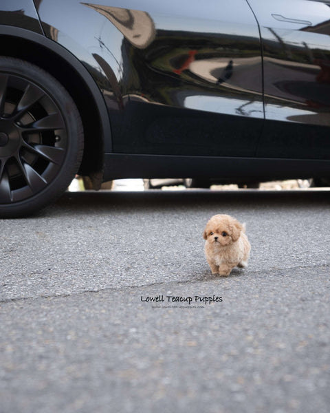 Teacup Maltipoo Female [Eris]