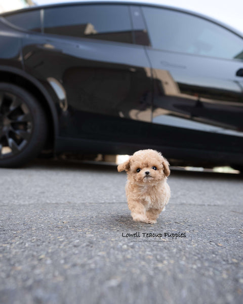 Teacup Maltipoo Female [Eris]