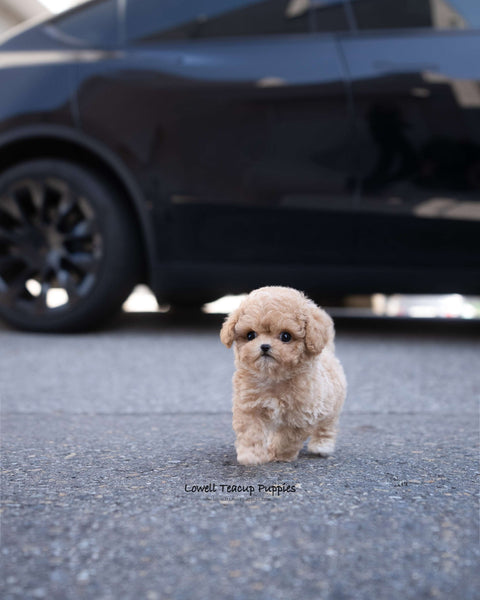 Teacup Maltipoo Female [Eris]